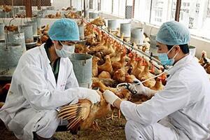 Nguy cơ dịch bệnh gia súc, gia cầm gia tăng, Thủ tướng chỉ đạo tăng cường phòng, chống