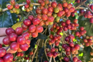 Giá cà phê Arabica chạm mốc 9.000 USD/tấn