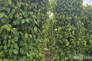 Giá tiêu hôm nay 29/4/2025, trong nước thị trường đi ngang