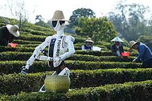 Xu hướng sử dụng robot hái trà tại Trung Quốc