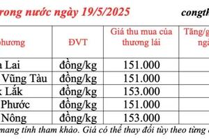 Giá tiêu hôm nay 19/5/2025: trong nước cao nhất 153.000 đồng/kg