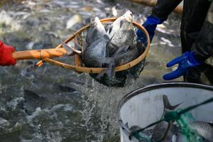 Hàng Việt chinh phục thị trường Anh bằng tên gọi quê hương