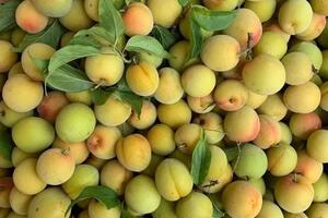 Mơ vàng ngập chợ, người tiêu dùng Hà Nội 'săn đón'