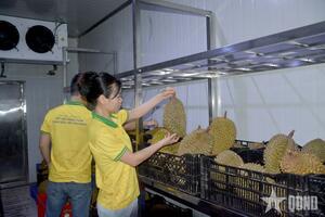 Trung Quốc công nhận thêm 829 mã số vùng trồng sầu riêng của Việt Nam