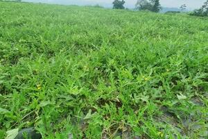 Hà Giang: Xây dựng thương hiệu dưa hấu sạch Bản Luốc