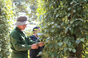 Giá tiêu hôm nay 24/5/2025: trong nước lao dốc giảm sâu