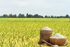 Giá lúa gạo hôm nay ngày 26/5: Thị trường trầm lắng