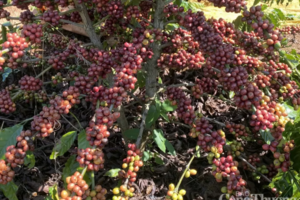 Giá cà phê hôm nay 31/5/2025, thị trường tiếp tục 'rung lắc'