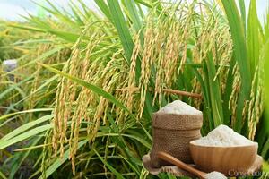 Giá lúa gạo hôm nay ngày 1/6 và tuần qua biến động