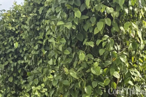 Giá tiêu hôm nay 7/6/2025: trong nước duy trì đà tăng