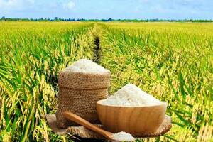 Giá lúa gạo hôm nay ngày 8/6 và tuần qua dao động