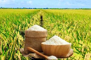 Giá lúa gạo hôm nay ngày 21/6: Lúa tươi tăng, gạo bình ổn
