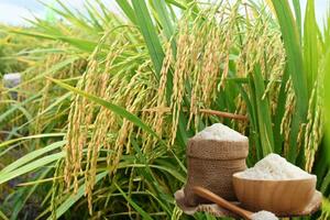 Giá lúa gạo hôm nay ngày 22/6 và tuần qua đều tăng