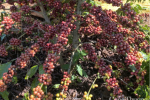 Giá cà phê Robusta giảm 0,1% về mức 3.887 USD/tấn