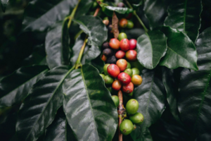 Giá cà phê Arabica giảm về mức 6.945 USD/tấn, thấp nhất trong vòng hơn 5 tháng