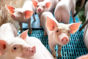 Giá heo hơi hôm nay 22/6/2025: Dao động từ 68.000 - 73.000 đồng/kg