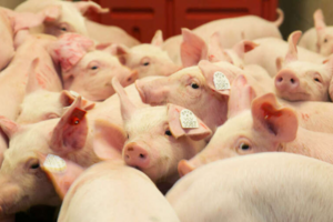 Giá heo hơi hôm nay 23/6/2025: Cao nhất 73.000 đồng/kg