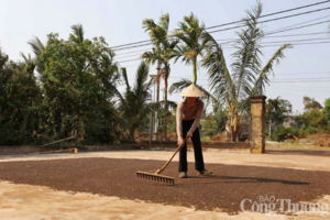 Giá tiêu hôm nay 25/6/2025: trong nước  duy trì bình ổn