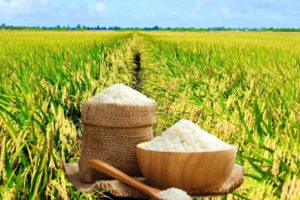 Giá lúa gạo hôm nay ngày 29/6 và tuần qua biến động