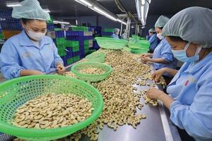 Xuất khẩu điều năm 2025 đích đến 4,5 tỷ USD