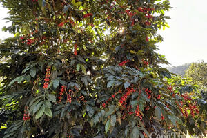 Giá cà phê hôm nay 11/7/2025: Thị trường trong nước tiếp đà giảm