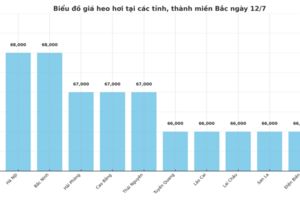 Giá heo hơi hôm nay 12/7/2025: Miền Bắc và miền Nam giảm nhẹ
