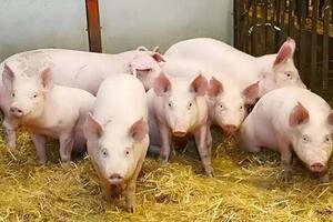 Giá heo hơi hôm nay 17/7/2025: Tiếp tục giảm ở cả 3 miền