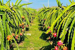 Không để thanh long 'tắc đường' sang thị trường EU