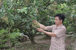Xây thương hiệu nhãn Hưng Yên: Đưa ‘vương giả chi quả’ ra thế giới