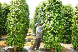 Lâm Đồng mở thị trường cho 'vàng đen'