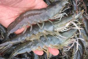 Xuất khẩu tôm Việt Nam bứt phá thu về hơn 2 tỷ USD, vươn tầm thế giới