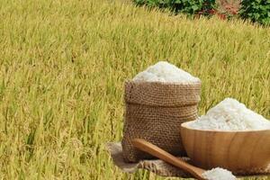 Giá lúa gạo hôm nay ngày 29/7: Lúa tươi xu hướng tăng