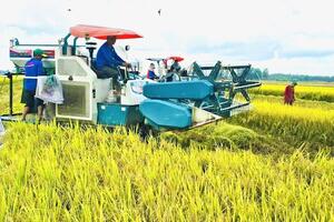 Giá lúa gạo hôm nay ngày 4/8: Gạo biến động nhẹ, lúa chững giá