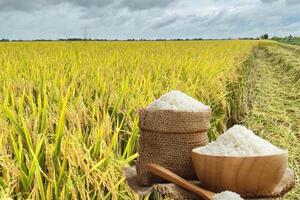 Giá lúa gạo hôm nay ngày 5/8: Gạo bình ổn, lúa tươi vững giá