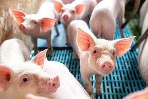 Giá heo hơi hôm nay ngày 6/8/2025: Miền Bắc giảm, miền Nam tăng nhẹ