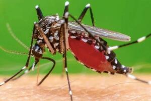 Bộ Y tế nói gì về nguy cơ dịch bệnh chikungunya?