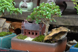 Thị trường bonsai mini có gì cần lưu ý?