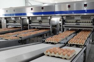 Gia cầm Hòa Phát tăng trưởng lợi nhuận 135% nhờ giá trứng hồi phục