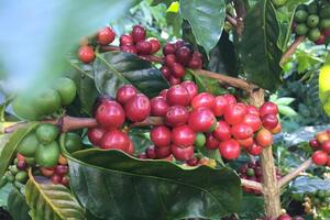 Bản tin nông sản hôm nay (18-8): Giá cà phê tăng kỷ lục