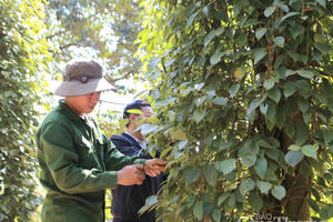 Giá tiêu hôm nay 18/8/2025: Trong nước đi ngang, thế giới giữ vững giá