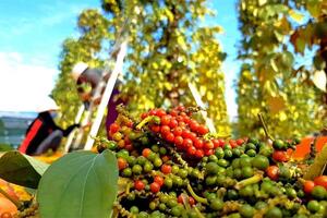 Bản tin nông sản hôm nay (20-8): Giá cà phê và hồ tiêu bình ổn