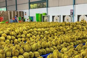 Giải mã ‘bài toán’ sầu riêng Gia Lai: Từ vườn cây đến không gian số