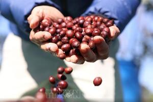 Bản tin nông sản hôm nay (22-8): Giá cà phê và hồ tiêu tăng nhẹ
