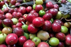 Giá cà phê Arabica tăng hơn 4,1% lên 8.272 USD/tấn