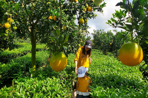 Mô hình du lịch trải nghiệm nông nghiệp mở đường giảm nghèo ở Vân Sơn