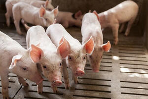 Giá heo hơi hôm nay 23/8/2025: Tiếp tục lao dốc