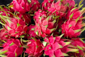 Xây dựng nhãn hiệu cho thanh long Nguyên Bình