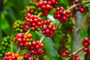 Giá cà phê xuất khẩu tăng đạt mức 4.815 USD/tấn