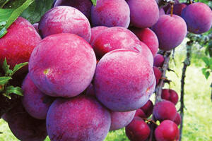 Lào Cai: Đồng bào dân tộc mở rộng kênh tiêu thụ cho mận Bắc Hà