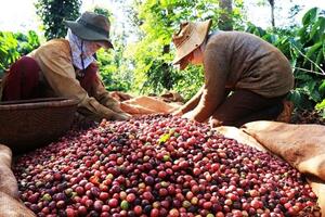 Robusta dẫn đầu toàn cầu và vai trò của ngành Công Thương nâng tầm thương hiệu cà phê Việt